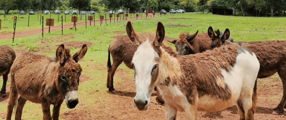 Feed A Mini Goat Or Pat An Alpaca At The Donkey Dairy