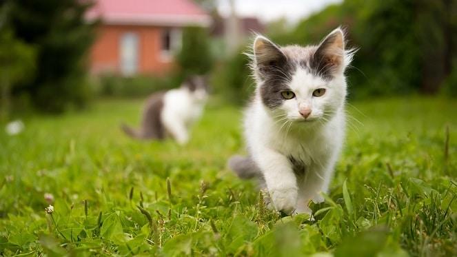 Cat Village In Benoni Is A Must-Visit For Cat Lovers