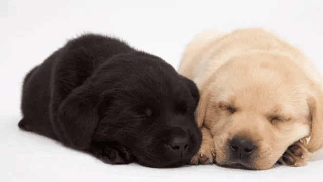 South African Guide-Dogs Association For The Blind