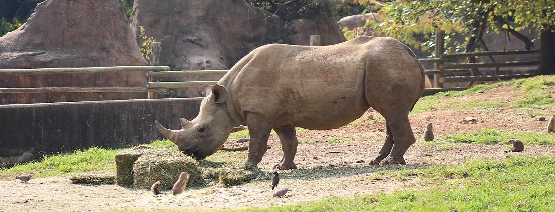 Experience & Explore The Johannesburg Zoo In Parkview
