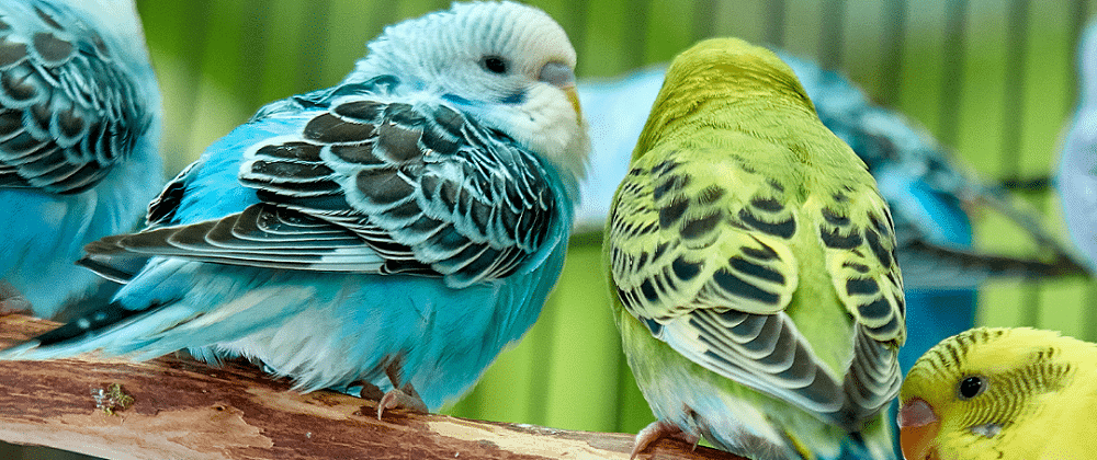 Explore The Lovely Montecasino Bird Gardens In Fourways